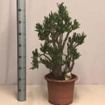 Crassula ovata horn tree 30cm
