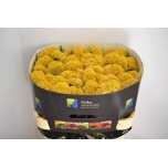 Celosia Reprise Gold 75cm