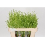 Allium Lauk Schubertii Arctic Snow 50cm