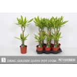 Dracaena Draakonipuu frag golden queen 17cm