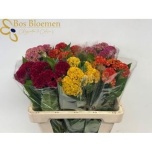 Celosia Mätashari reprise mixed in bucket 55cm