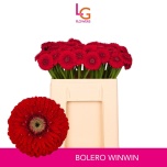 Gerbera MINI Bolero WinWin*20