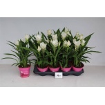 Curcuma Kollajuur alis siam sisto 14cm