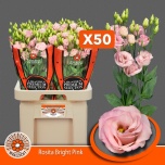 Eustoma Preeriakell Rosita Bright Pink (Maaszicht, Kwekerij)