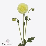 Dahlia Daalia Banana Baby 55cm