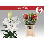 Lilium Liilia OR Kremlin 95cm