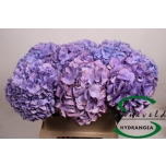 Hydrangea Hortensia Royal Salute 80cm