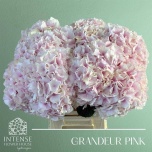 Hydrangea Hortensia Royal Grandeu 60cm*5