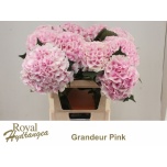 Hydrangea Hortensia Royal Grandeu 80cm*5