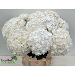 Hydrangea Hortensia Royal Highness 80cm*5