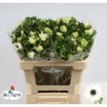 Anemone Ülane Galil White 50-55cm
