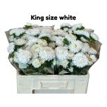 Callistephus Aedaster ov 50cm