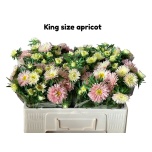 Callistephus Aedaster ov 50cm