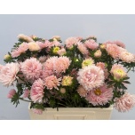 Callistephus Aedaster ov 60cm tk