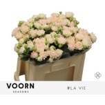 Kobarroos 50cm La Vie