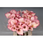Zantedeschia Kalla Blushing Lady 65cm