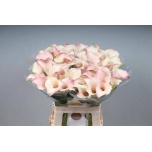 Zantedeschia Kalla Blushing Lady 65cm