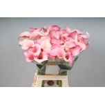 Zantedeschia Kalla Blushing Lady 70cm