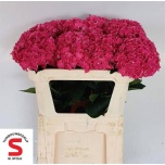 Hydrangea Hortensia Lava*5