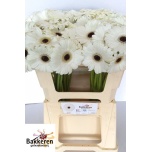 Gerbera MINI Whity*20