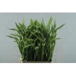 Gladiolus Gladiool Summer Bride 65cm