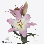 Lilium Liilia OR Seattle 90cm