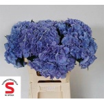 Hydrangea Hortensia Pompidou 60cm*5