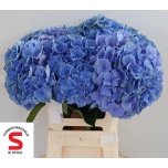 Hydrangea Hortensia Pompidou 60cm*5