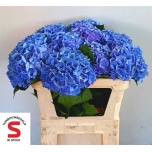 Hydrangea Hortensia Pompidou 70cm*5