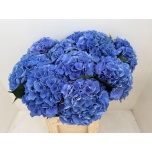 Hydrangea Hortensia Pompidou 80cm