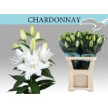 Lilium Liilia OR DU Roselily Chardonnay 80cm