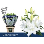 Lilium Liilia OR DU Roselily Chardonnay 95cm