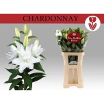 Lilium Liilia OR DU Roselily Chardonnay 95cm