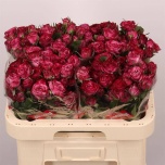 Kobarroos 60cm Purple Queen