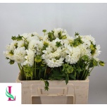 Dahlia Daalia Ice Ice Baby 55cm