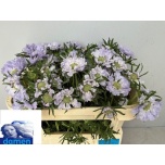 Scabiosa Tähtpea Danielle 65cm