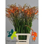 Crocosmia peach melba 90cm