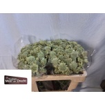 Astrantia Mag Snowfalls 50cm