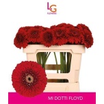 Gerbera MB Pom Floyd*20