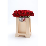 Gerbera MB Pom Floyd*20