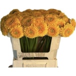 Gerbera MB Honeydew*20