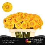 Gerbera MB Honeydew*20