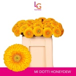 Gerbera MB Honeydew*20