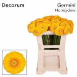 Gerbera MB Honeydew*20