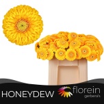 Gerbera MB Honeydew*20