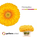 Gerbera MB Honeydew*20