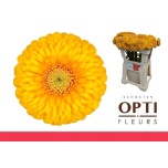 Gerbera MB Honeydew*20