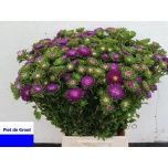 Callistephus Aedaster rainbow per bunch 55cm