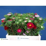 Callistephus Aedaster rainbow per bunch 55cm