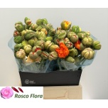 Papaver Magun Pizzicato 45cm